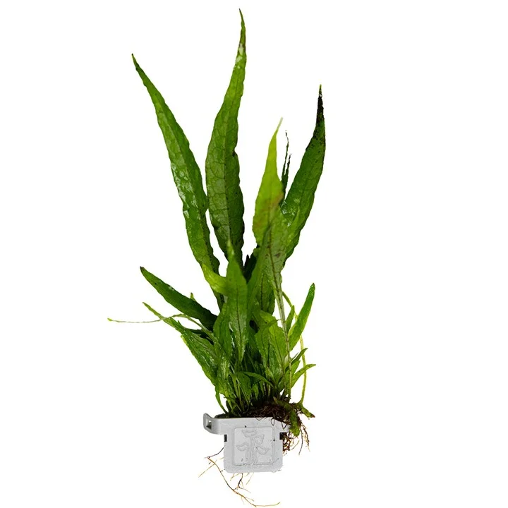 Helecho de Java (Microsorum Pteropus)