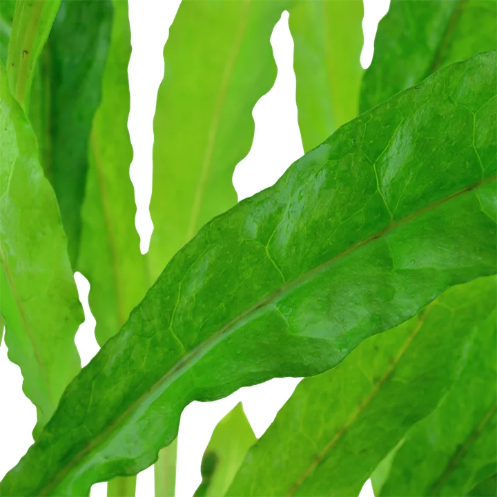 Helecho de Java (Microsorum Pteropus)